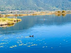 -腾冲北海湿地
