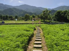 -紫云台香草园