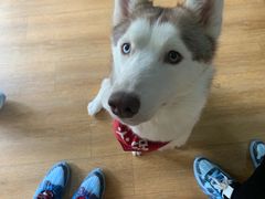 -Husky Go! 哈士奇体验馆·宠物咖啡厅狗咖