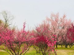 -蜀冈西峰生态公园