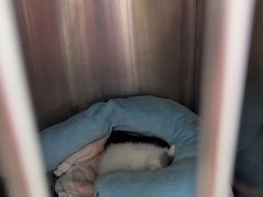 -宠福鑫康馨动物医院·骨科·眼科