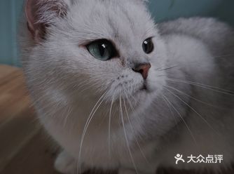 厦门探店｜宝龙一城治愈系宠物店