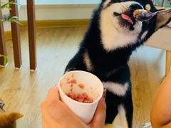 -柴犬小屋·柴餐厅·狗咖食堂(金鼎广场店)