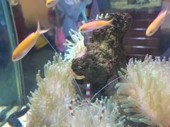 -太平洋海底世界