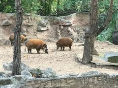 -清迈夜间动物园