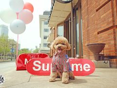 -超宠爱宠物摄影-Super pet