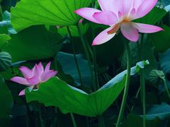 -荔湾湖公园