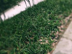 -菊花台公园