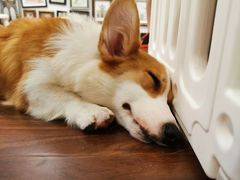 -柯斗斗主题餐厅·狗咖·围炉煮茶·茶饮(国瑞升平里店)