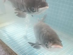 -鸽子侯·家宴·平价海鲜(市图书馆店)