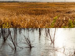-野鸭湖国家湿地公园