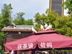 -茯茶镇