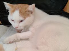 -美联众合动物医院·24h京西诊疗中心