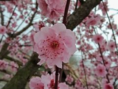 -石塘人家