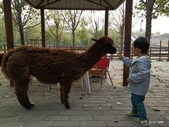 -北京鹿世界主题园