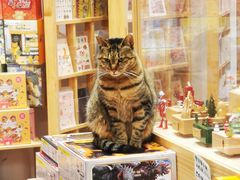 -猫的天空之城概念书店(杭州南宋御街店)