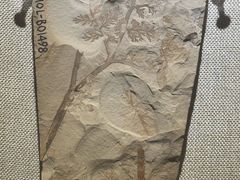 -辽宁古生物博物馆