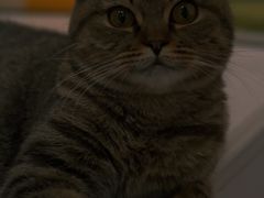 -COLOR PETS 撸猫馆·购猫·猫咖(长风大悦城店)