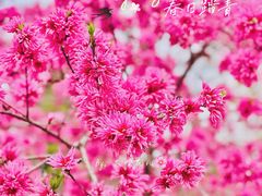 -国家植物园