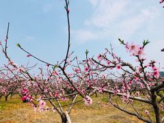 -新建村梅花