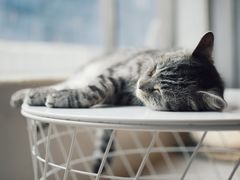 -猫儿山۰猫主题餐厅