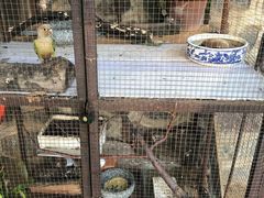 -秦氏环球炸鸡(解放北路店)