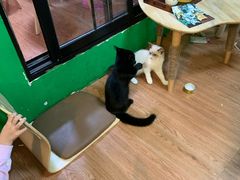 -李小姐の猫咖啡馆(五角场店)