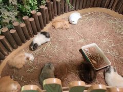 -藦茜花园宠物主题亲子互动体验馆(国顺东路店)