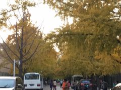-三里屯东五街银杏大道