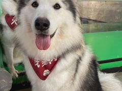 -Husky Go! 哈士奇体验馆·宠物咖啡厅狗咖