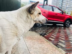 -上海安吉名爵上汽直营店(营口路店)