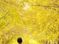 -三里屯东五街银杏大道