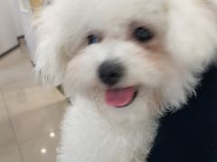 -艾贝尔宠物医院 ·中兽医·宠保定点(北门桥店)