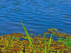 -昆山城市生态森林公园