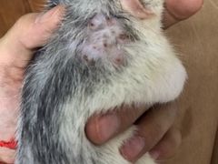 -菲尔斯特宠物医院