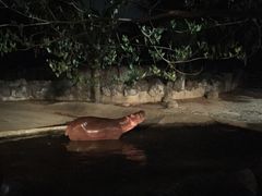 -清迈夜间动物园