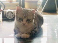 -十年猫舍·猫咪专门店(普陀店)