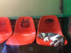 -猫咪博物馆(顶澳仔猫街店)