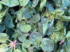 -陈家镇裕安农贸市场