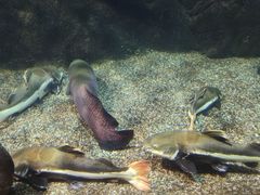 -太平洋海底世界