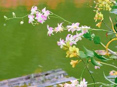 -深圳市中科院仙湖植物园