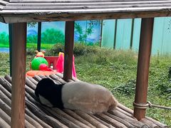 -栾川竹海野生动物园