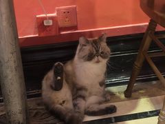-猫色咖啡·猫咖
