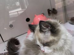 -糯米喵星人总部直营旗舰店·猫舍·幼猫出售