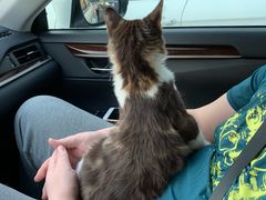 -猫大福·Fortune Cat猫舍(百子湾店)