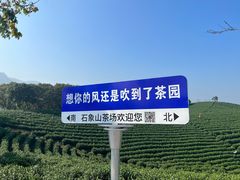-白茶原·一片叶子