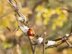 -龙云山风景区-鹿皮关长城