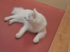 -和它·交个朋友·狗咖猫咖(爱琴海店)