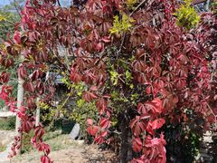 -永定河休闲森林公园