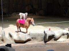 -南湾猴岛+椰田古寨一日游